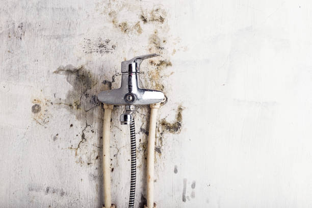 Best Certified Mold Removal  in Malvern, IA