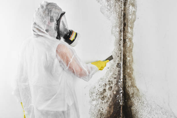 Best Affordable Mold Removal  in Malvern, IA