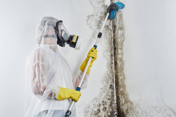 Best Professional Mold Removal  in Malvern, IA