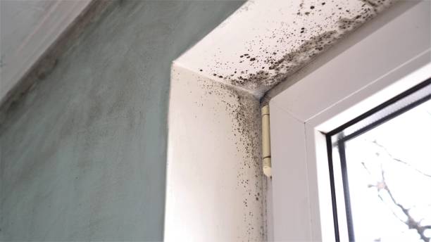Best Toxic Mold Removal  in Malvern, IA