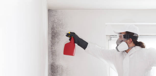 Best Office Mold Removal Services  in Malvern, IA