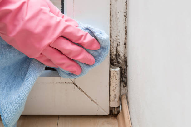 Best Commercial Mold Removal  in Malvern, IA