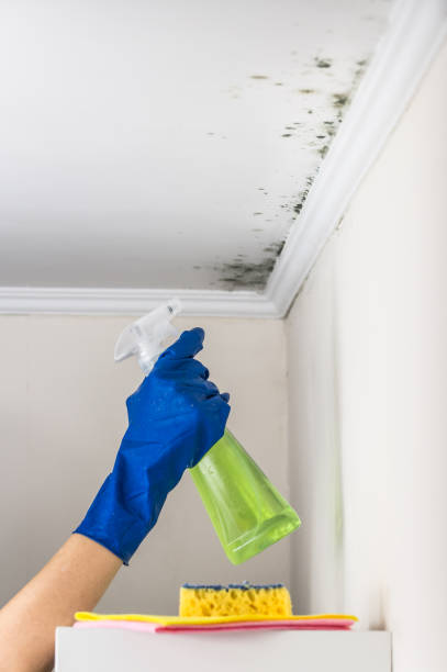 Best Affordable Mold Removal  in Malvern, IA