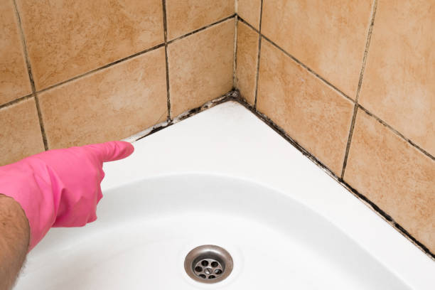 Best Mold Removal Company Near Me  in Malvern, IA